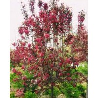 紅寶石海棠,紅寶石海棠基地,首選天源苗圃