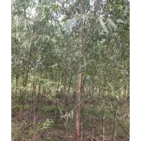 西北柳樹培育基地