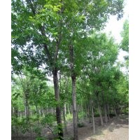 15公分國(guó)槐