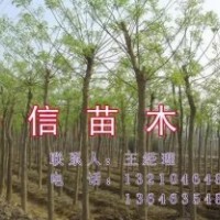 供應(yīng)工程用苗