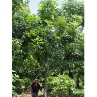 廣東佛山桃花心