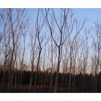 椿樹價(jià)格_保定椿樹價(jià)格批發(fā)_椿樹大漢綠洲廠家