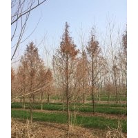 大豐水杉 水杉價格