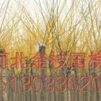 凱達(dá)苗木供應(yīng)河北垂柳 河北臭椿 河北金葉榆