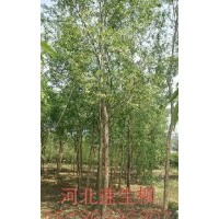 凱達(dá)苗木供應(yīng)河北速生楊 河北欒樹 河北千頭椿
