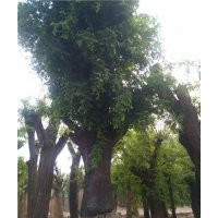 皂角樹(shù)大規(guī)格皂角樹(shù)價(jià)格