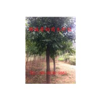 白蠟樹(shù)，哪里有便宜的白蠟樹(shù)