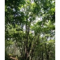 銷(xiāo)售各種規(guī)格叢生元寶楓、叢生五角楓、叢生蒙古櫟