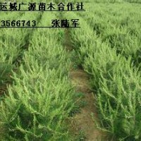 1米白皮松大量低價(jià)優(yōu)惠出售