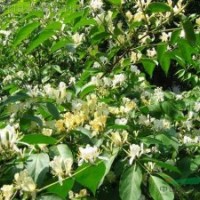 金銀木，丁香，紫荊，紫薇，木槿，芙蓉，結(jié)香