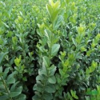 大小葉扶芳藤金絲桃、海桐、石榴、紅天竹、雪松、蜀檜、地柏