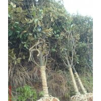 廣玉蘭、白玉蘭、紫玉蘭、黃玉蘭