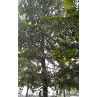 供應(yīng)邳州海峰銀杏樹 銀杏樹最新價(jià)格