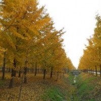 供應浙江銀杏樹 浙江銀杏樹價格