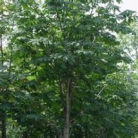 山西七葉樹產(chǎn)地價格，5公分6公分七葉樹供應