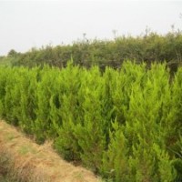 大量供應(yīng)：龍柏,蜀檜,扶芳藤,衛(wèi)矛,檜柏,紅葉小檗