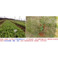 10-50公分茶花小苗供應