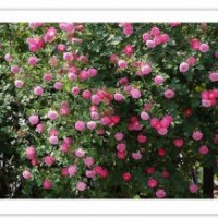 庭院盆栽爬藤月季花苗大花月季花苗藤本月季攀援花卉