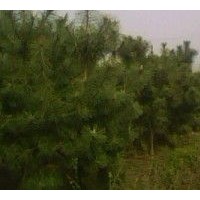 3、4米油松大量低價(jià)優(yōu)惠供應(yīng)