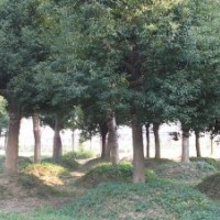 常年出售一批綠化苗木