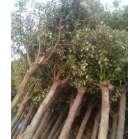 供應(yīng)香樟