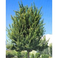 河北白蠟白蠟價(jià)格白蠟報(bào)價(jià)白蠟規(guī)格綠化苗木河北苗木國槐欒樹白蠟