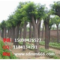 毛白楊 速生楊 柳樹系列 107國槐一條鞭買貴了退錢