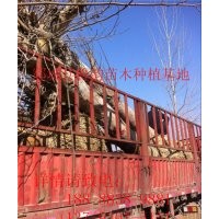 法桐基地那里多18公分法桐多少錢一棵