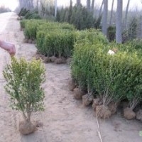 供應(yīng):大葉黃楊，小葉黃楊，大葉黃楊球，冬青球