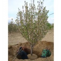 供應(yīng)八棱海棠樹10公分苗圃苗