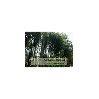 成都價(jià)格樸樹(shù)苗圃基地