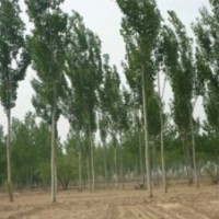 毛白楊、速生柳、國(guó)槐、法桐、白蠟、107、椿樹(shù)、柳樹(shù)、榆樹(shù)、