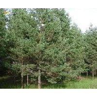 2.5米油松山苗北京河北銷售