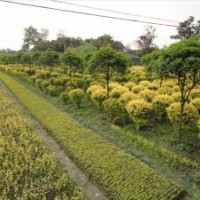 供應(yīng)各種綠化苗木