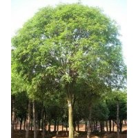 河北楊連翹珍珠梅碧桃紫葉李帖梗垂榆垂榆金葉糖槭糖槭紫葉稠李銀