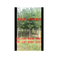 哪里有國(guó)槐樹(shù)，哪里有6公分國(guó)槐樹(shù)