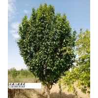 供應(yīng)15公分八棱海棠樹