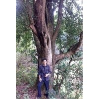 小葉八月桂，直徑63公分…80公分