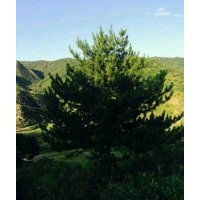 五角楓,蒙古櫟,油松