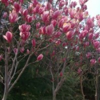 玉蘭樹（3公分-18公分）