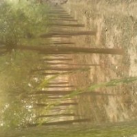 國(guó)槐供應(yīng)、國(guó)槐規(guī)格