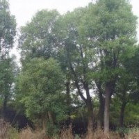 20公分骨架香樟,15公分骨架香樟,25公分骨架香樟