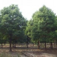 湖南原生香樟樹供應(yīng),野生全冠香樟樹,精品全冠香樟