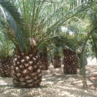 福建加拿利海棗桿高0.5--5米