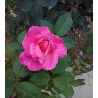 月季樹苗批發(fā) 周至月季營(yíng)養(yǎng)杯苗種植苗圃