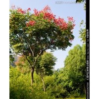 欒樹(shù) 黑松 白蠟 各種大規(guī)格