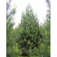 供應2米 3米 4米 白皮松