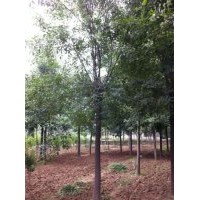 白蠟價格，哪里有白蠟基地