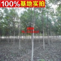 名界園林 基地直銷 山桐子 數(shù)量