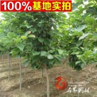 基地供應(yīng) 牛角花 牛角花工程苗